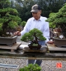 une-vie-dediee-aux-bonsai-avec-maitre-hino