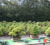 my-life-with-bonsai-hino-san-bonsai-garden