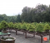 my-life-with-bonsai-hino-san-bonsai-garden