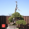my-life-with-bonsai-hino-san-bonsai-garden
