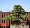 une-vie-dediee-aux-bonsai-avec-maitre-hino