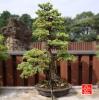 my-life-with-bonsai-hino-san-bonsai-garden