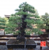 my-life-with-bonsai-hino-san-bonsai-garden