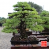 une-vie-dediee-aux-bonsai-avec-maitre-hino