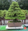 une-vie-dediee-aux-bonsai-avec-maitre-hino