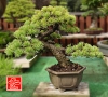 few-shohin-bonsai
