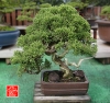 une-vie-dediee-aux-bonsai-avec-maitre-hino