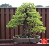 une-vie-dediee-aux-bonsai-avec-maitre-hino