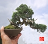 une-vie-dediee-aux-bonsai-avec-maitre-hino