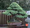 une-vie-dediee-aux-bonsai-avec-maitre-hino