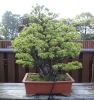 une-vie-dediee-aux-bonsai-avec-maitre-hino