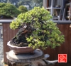 my-life-with-bonsai-hino-san-bonsai-garden