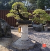 une-vie-dediee-aux-bonsai-avec-maitre-hino