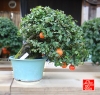 une-vie-dediee-aux-bonsai-avec-maitre-hino