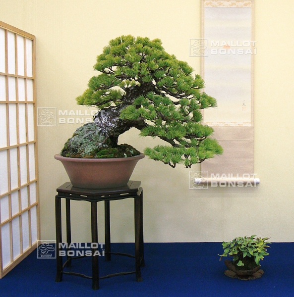 pinus-pentaphylla-style-moyogi