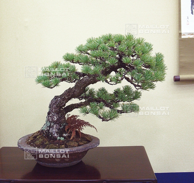 pinus-pentaphylla-style-sokan