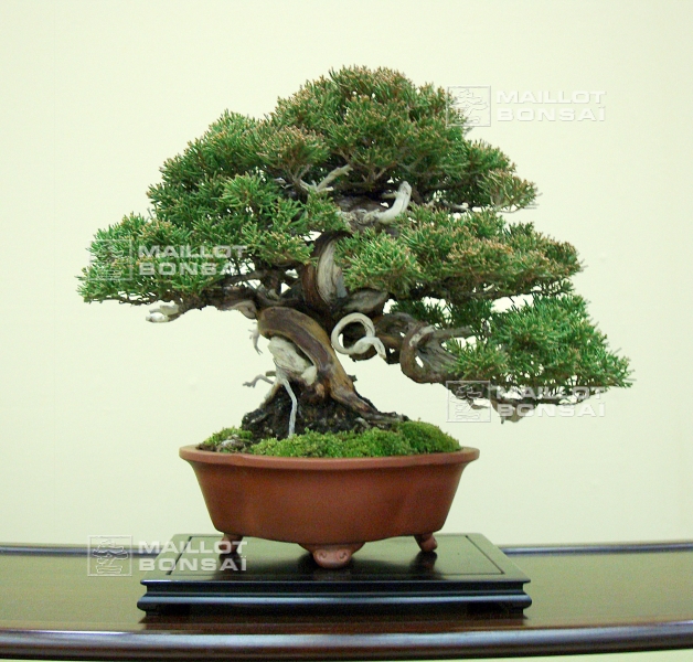 juniperus-chinensis-variete-itoigawa