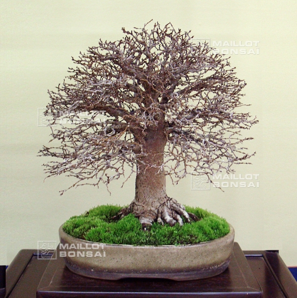 zelkova-serrata