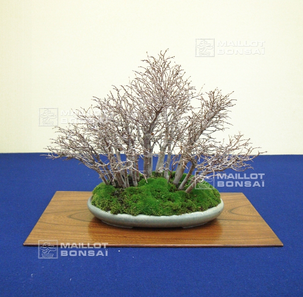 zelkova-serrata