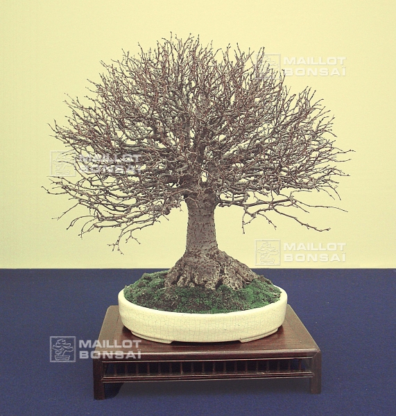zelkova-serrata