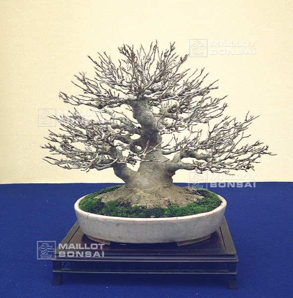 acer-buergerianum