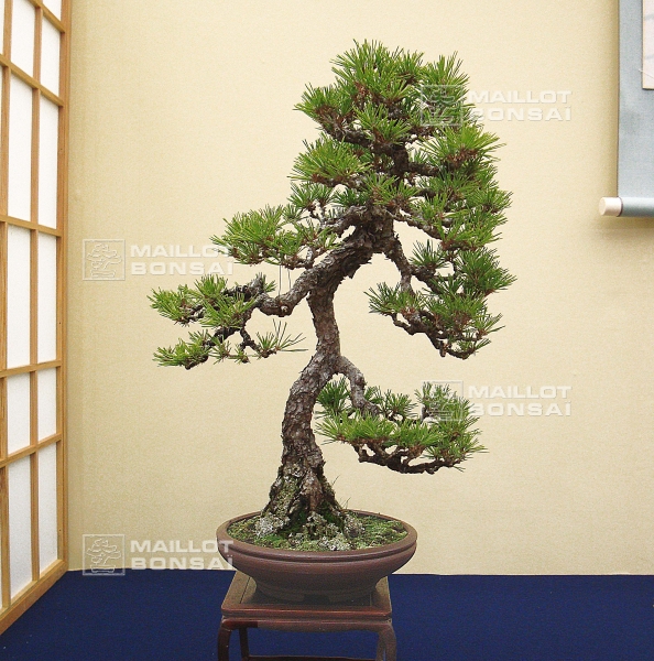 pinus-thunbergii