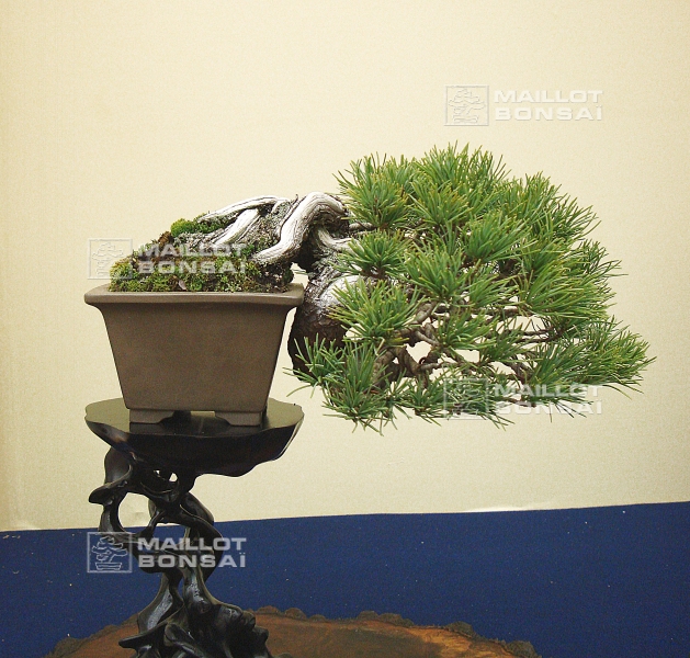 pinus-pentaphylla