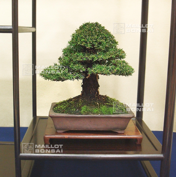 cryptomeria-japonica