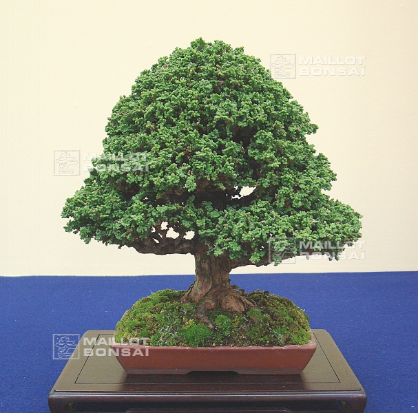 chamaecyparis-obtusa-chirimen