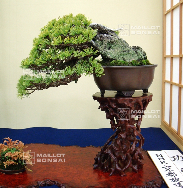 pinus-pentaphylla