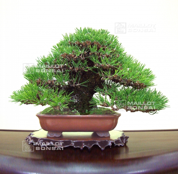 pinus-thunbergii
