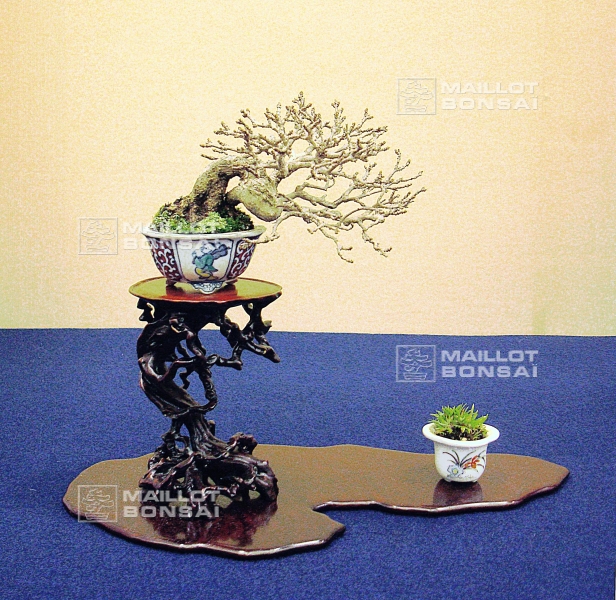 premna-japonica
