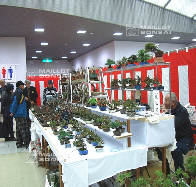 section-commerciale