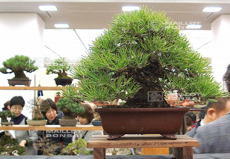 pinus-thunbergii