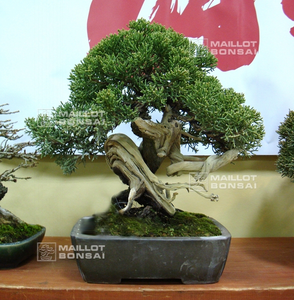 juniperus-chinensis-variete-itoigawa