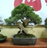 juniperus-chinensis-variete-itoigawa