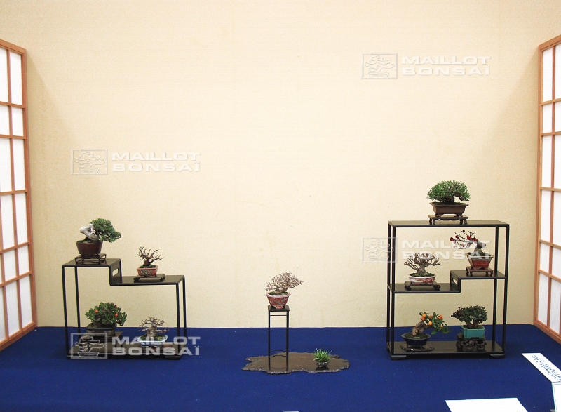presentation-de-mini-bonsai