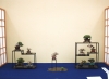 mini-bonsai-display