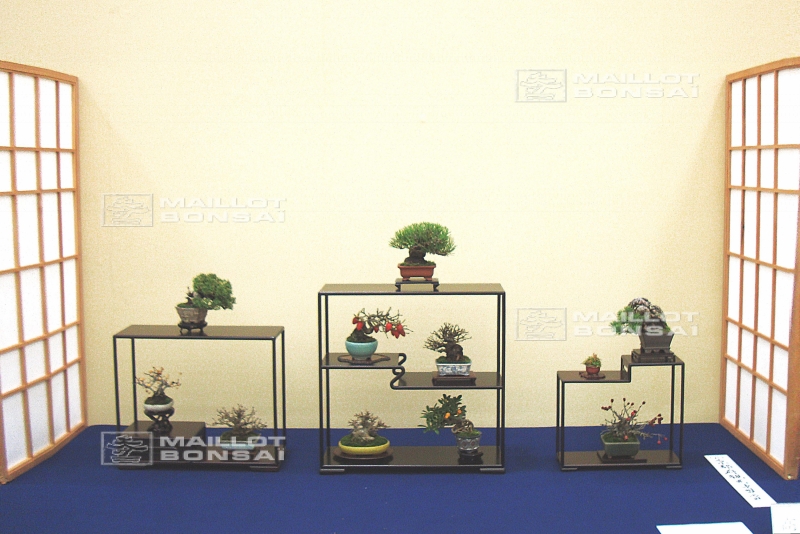 presentation-de-mini-bonsai