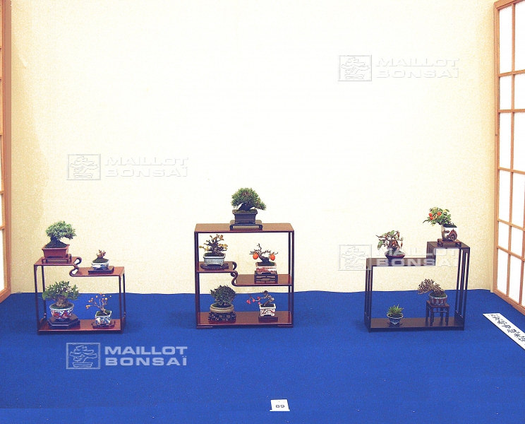 presentation-de-mini-bonsai
