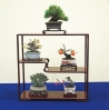 mini-bonsai-display