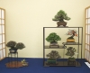 presentation-de-mini-bonsai