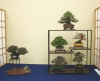 mini-bonsai-display