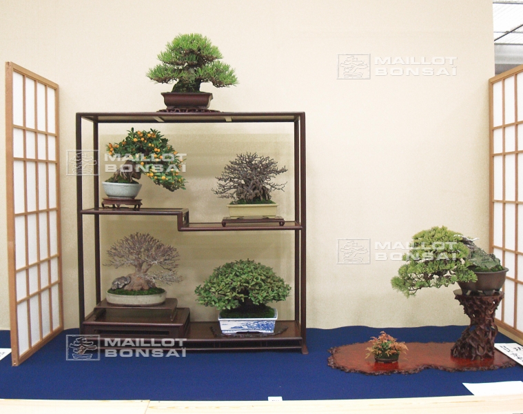 presentation-de-mini-bonsai