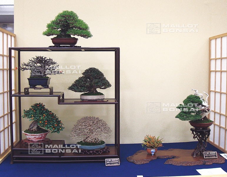 presentation-de-mini-bonsai