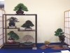 presentation-de-mini-bonsai