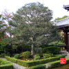 anrakuji-temple-kyoto