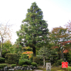 anrakuji-temple-kyoto