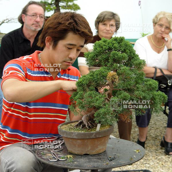 demonstration-sur-juniperus-chinensis