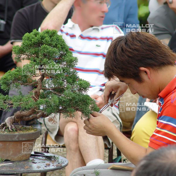 demonstration-sur-juniperus-chinensis